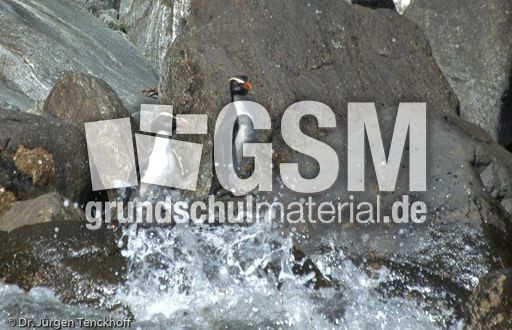 Dickschnabelpinguin (25 von 45).jpg